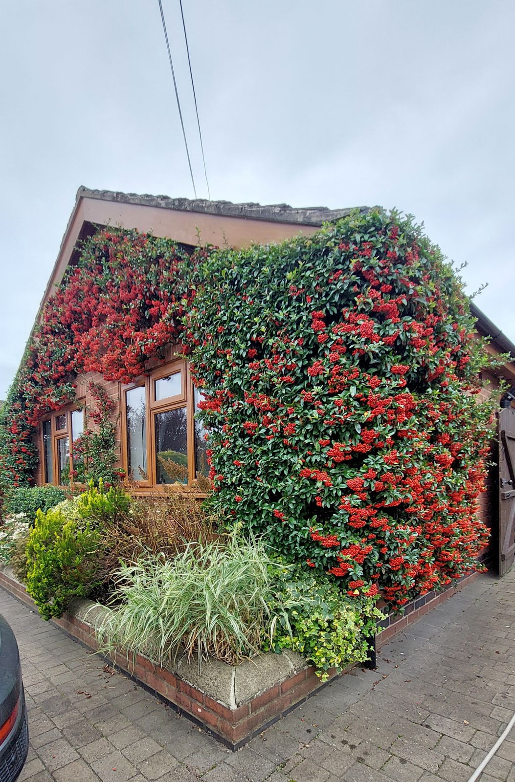 Bungalow corner covered in a trained climber with bright red berries above a raised bed of grasses