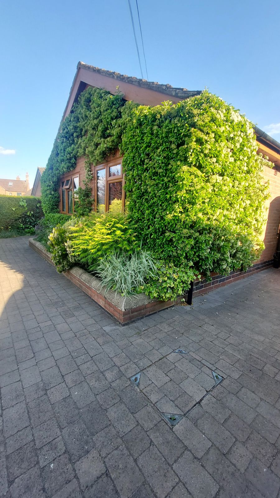 Climber in full green leaf over the corner of a bungalow, raised brick bed below